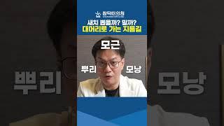 새치를 뽑으면 어떻게 되게요? 궁금하면 확인하세요!