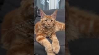 Рыжий Мейн-кун 7 месяцев! #мейнкун #котенок #домашниеживотные #животные  #HD #музыка #трейлер