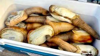 Puget Sound Geoduck Digging and Fishing (Catch & Cook) 挖象拔蚌