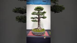 Taxus Baccata #bonsai #bonsaitree #bonsaishow #bonsaiart #tree #bonsaiworld #bonsailife #bonsailove