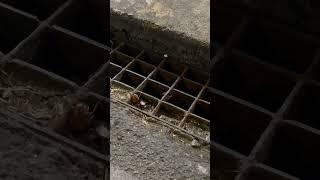 Don’t come to Thailand if you don’t like these things#cockroach #phuket2023 #thailand2023