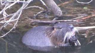 Straordinario: Nutria nella Palude Sa Masa Gonnesa