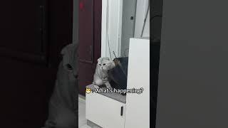 Frightened cat  #cats #cat #funnycats #fyp #foryou #pet #pets #catslover #us