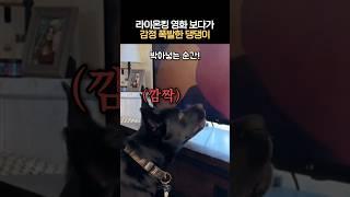 라이온킹 보다가 감정 폭발한 댕댕이 #몰입력만렙