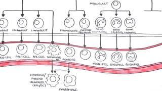 An introduction to Haematopoesis