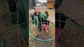 Стрижка смородины весной