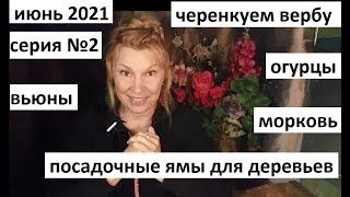 Июнь 2021 серия №2. Черенкуем вербу. Уход за морковью и огурцами. Почему не растут деревья?