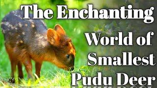 Pudu Marvels Tiny Deer Delight!