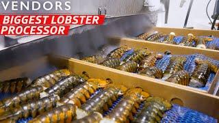 How the Largest Lobster Company in Maine Processes Over 600,000 Pounds per Week — Vendors