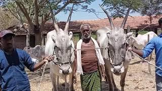 Huge Hallikar oxpair of Farmer Narasimha Reddy from Kurrudi,Gowribidanur Tq in Madhugiri cattle fair