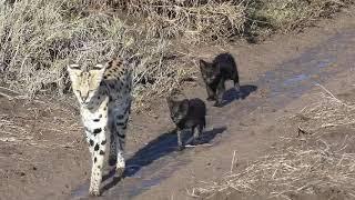 RARE Video of a Serval and her two melanistic serval kittens!!