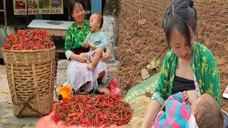 Single mother, Harvesting chili garden to market sell, Two poor sisters grow corn with their mother