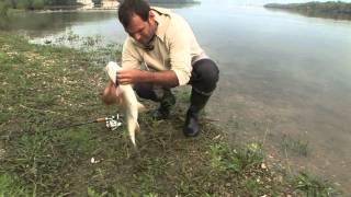 Danube Asp Fishing