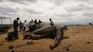 SWT Teams Treat Elephant Targeted by Poachers | Sheldrick Trust