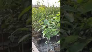 Плодовые деревья с Закрытой Корневой Системой (3-х, 4-х летние)