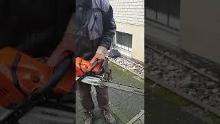 Stihl MS 500i   Fällen extrem!