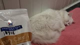 Hills Prescription Diet Feline s/d - корм для кошек при заболеваниях нижнего мочевого тракта