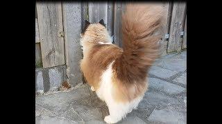 This cat is in love, too cute!!!    (Timo the Ragdoll Cat)