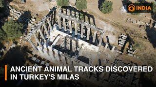 Ancient animal tracks discovered in Turkey's Milas