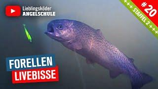 Forellenangeln Livebisse  [Unterwasser-Aufnahmen]