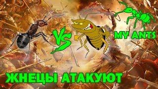 Ant war, reapers attack (Messor structor)