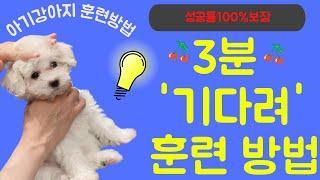 강아지 3분만에 '기다려' 훈련하는 방법 l 성공률 100% 보장 #기다려훈련