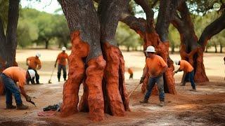 The process produces tons of cork from tree bark