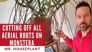 Cutting off all aerial roots on Monstera Deliciosa