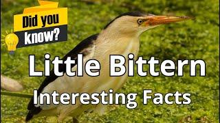 Did You Know These Facts About Little Bittern (Ixobrychus minutus), The Smallest Heron of Europe?