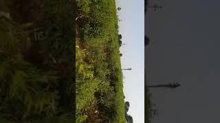 Agricultural Land for Sale in Komaravelli #shorts