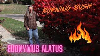 Plant of the week Euonymus Alatus the burning bush.