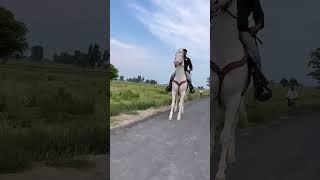 devshaan nukra stallion || simran brar stud farm jaitu #horse #punjab