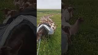 اشتركو بقناتي مربي الاغنام غنم جبل مشاءالله تبارك الرحمن #animal