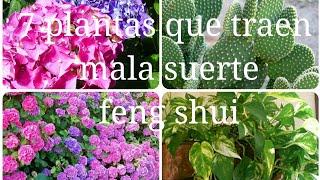 7  Plantas que atraen la mala suerte,  según el feng Shui, recomendaciones para tenerlas.