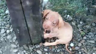 2 Month Old Puppy Hugged the Post and Cried in Fear, her Spine was Damaged