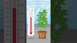 Cannabis Temperature Control