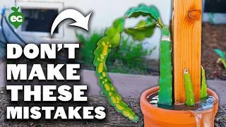 5 Dragon Fruit Growing Mistakes to Avoid