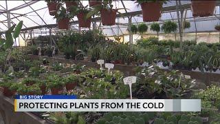 Winter can be a hard time for plants: Here's how to keep them alive