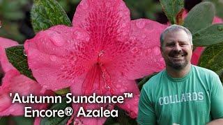 Autumn Sundance™ Encore® Azalea