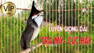 Luyện Giọng DÀI VÍP Cho Chào Mào Má Trắng,- Luyện Bổi  Hót- Chào Mào Non Dễ Học .chao mao