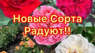 Новые сорта- Радуют!питомник maryroses.ru