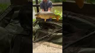 8.5 lb common carp @commoncarp  @fishing