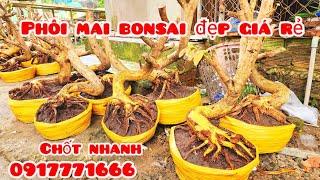 Phôi mai giảo đẹp giá rẻ 13/11 #aTú0917771666 |MaivàngThanhTâm