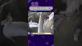 豬媽媽身上是有些暴脾氣的   小豬：發生什麽事情了