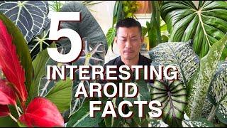 5 Interesting Aroid Facts That Will Surprise You!