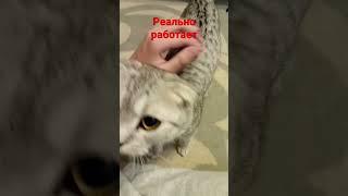 переводчик для котов