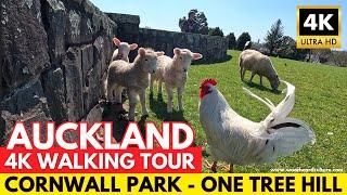 Cornwall Park | One Tree Hill | Auckland 4K walking tour | New Zealand Walks in 4K with Captions