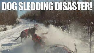 What Happens When You Fall Off Your Dog Sled // A Musher's Nightmare!