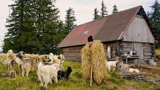 La stâna lui Ion Răduț din munții Lotrului - 1800 m | Oi breze, ciobănești mioritici și kangali Ep.1