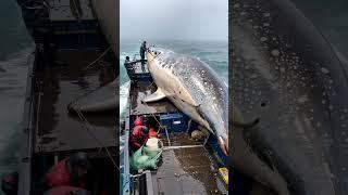 HUGE FISH  caught by brave fishermen